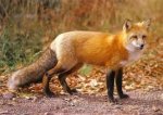 red fox.jpg