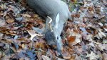 2011-11-23_07-26-39_215.jpg