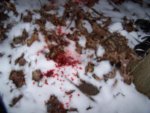 bloodtrail.jpg