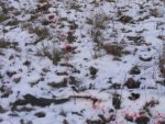 daytime bloodtrail.JPG