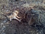 yote1.jpg