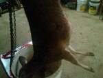 2-5-12 hanging.jpg