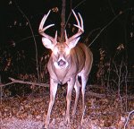 Tall tine 8 2010.jpg