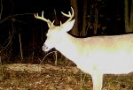 short tine 8 point 1.jpg