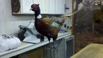rooster hen 2.jpg