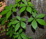 virginia_creeper_weeds_072_2_original (1).jpg