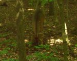 Buck8.28.16v3.jpg