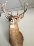 6 point.jpg