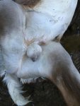 IMG_0484_2.jpg