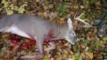2016 buck.jpg