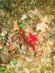 IMG_20161113_1757233121.jpg