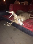 ohio buck 2016.jpg