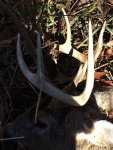 ohio buck 2016 2.jpg