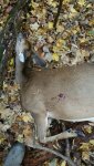 2016 Oct 30 doe 2.jpg