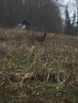 Deerhunting2016_5.jpg