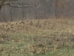 Deerhunting2016_6.jpg