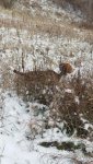 20161210_114237.jpg 20161210_114237.jpg