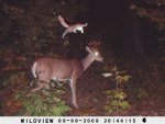 trail-cam.jpg