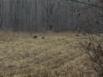 Deerhunting2016_19.jpg