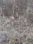 coyote.jpg