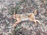 coyote 1.jpg coyote 1.jpg