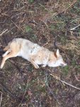 coyote 3.jpg coyote 3.jpg