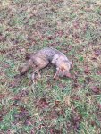 coyote 4.JPG