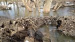 IMG_20170203_130954797.jpg