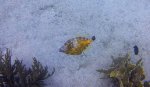 White Spotted Filefish.JPG