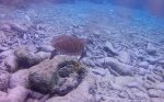Turtle.JPG