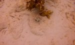 trunkfish.JPG