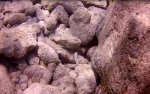stone fish.JPG