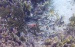 squirrel fish.JPG