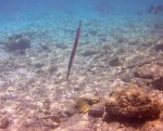 Sleeping Trumpet Fish.JPG