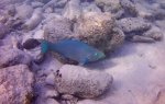 Parrot Fish.JPG