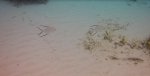 Palometa.JPG