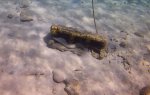 Mooray Eel.JPG