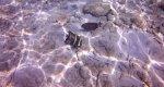 juvenile french Anglefish.JPG
