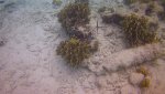 Goat fish - Sergent Major - Trumpet fish.jpg