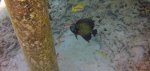 French Anglefish.JPG