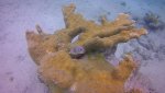 four-eyed butterfly fish.jpg