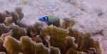 Bluehead Wrasse.JPG