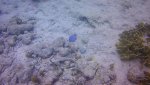 Blue Tang.jpg