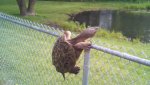 turtleclimbsfence.jpg