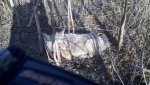 coyote 1.jpg