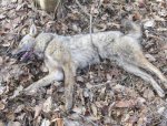 Coyote #2.jpg
