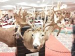 hole in horn buck.jpg