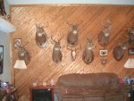Deer room2.jpg