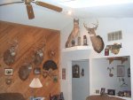 Deer room1.jpg