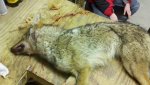 coyote 2.jpg